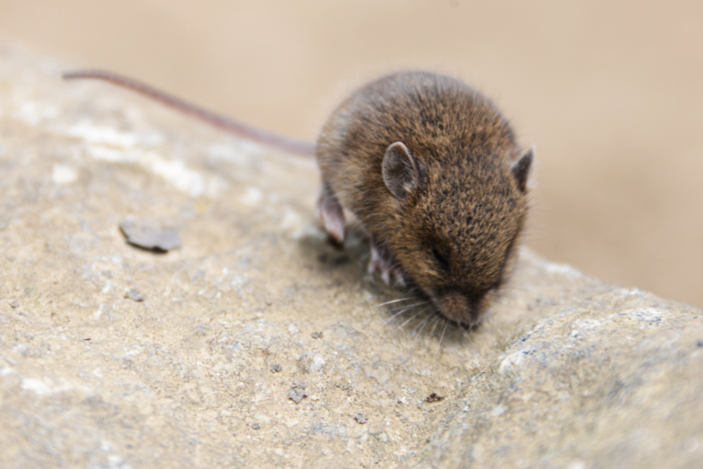 Small wild mouse encountered along the Khumbu Valley trail