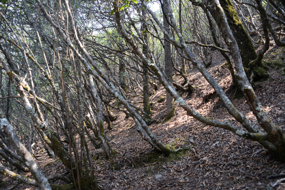 Himalayan forest and mountain scenery near Tengboche, Nepal