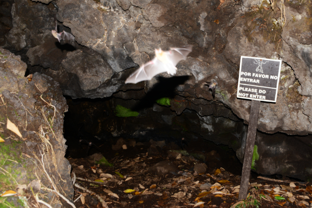 Bats emerging from a volcanic cave at Masaya Volcano in Nicaragua