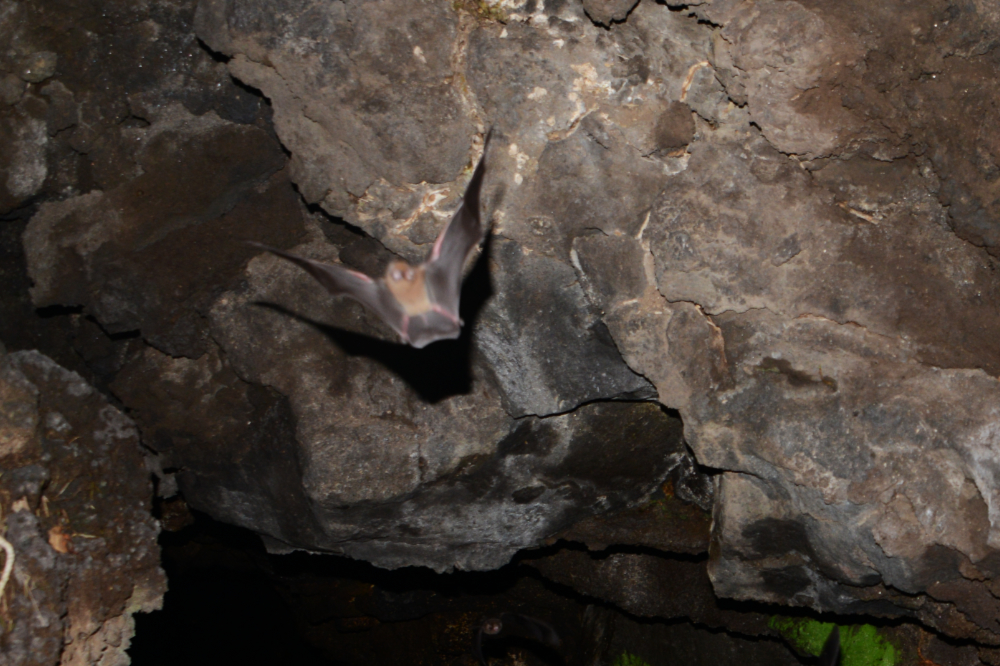 Bats flying near the entrance of a lava tube in Masaya Volcano National Park