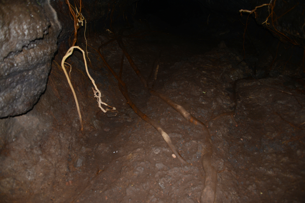 Long tree roots extending into a volcanic lava tube at Masaya Volcano