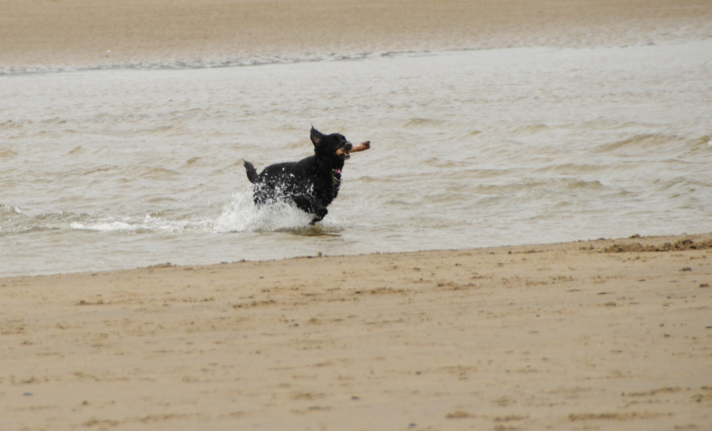 Dog playing in the water at Cannon Beach Oregon