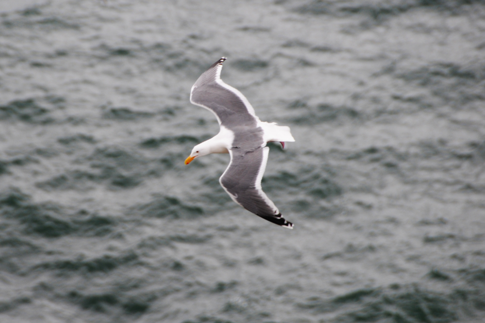 Seagull along the Oregon coast