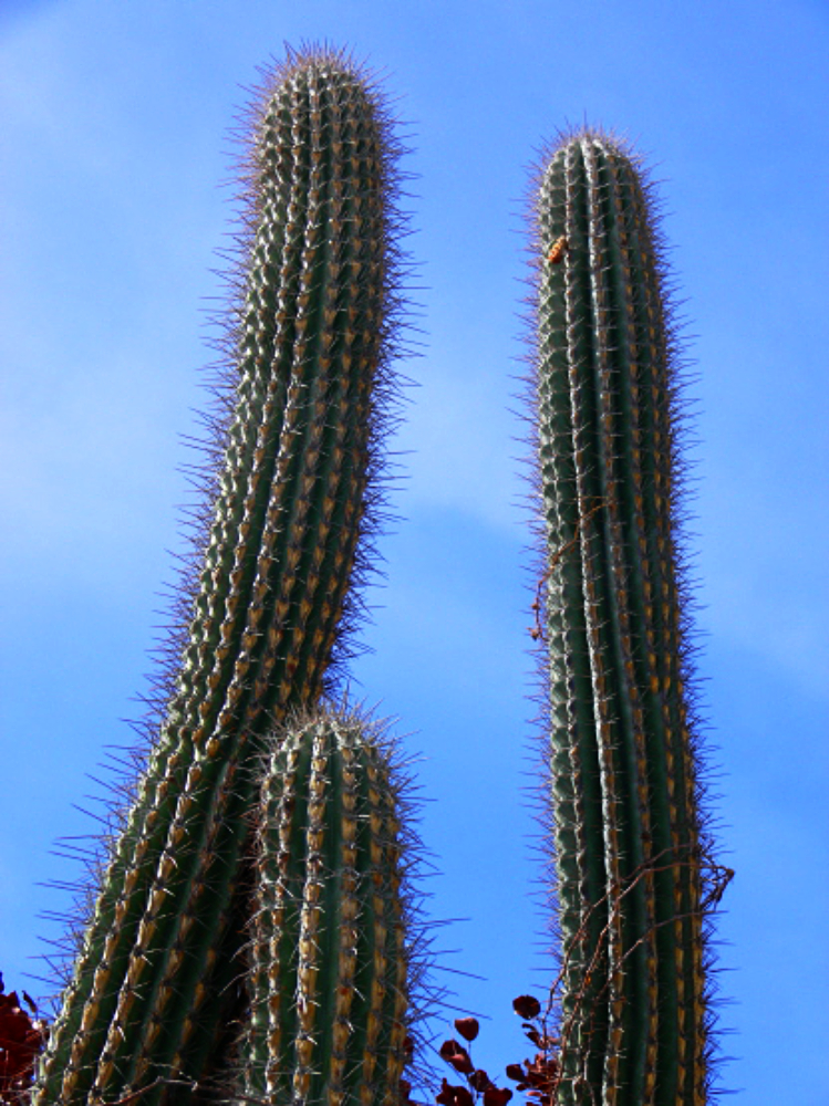 Cactus growing in the dry forest of Guánica