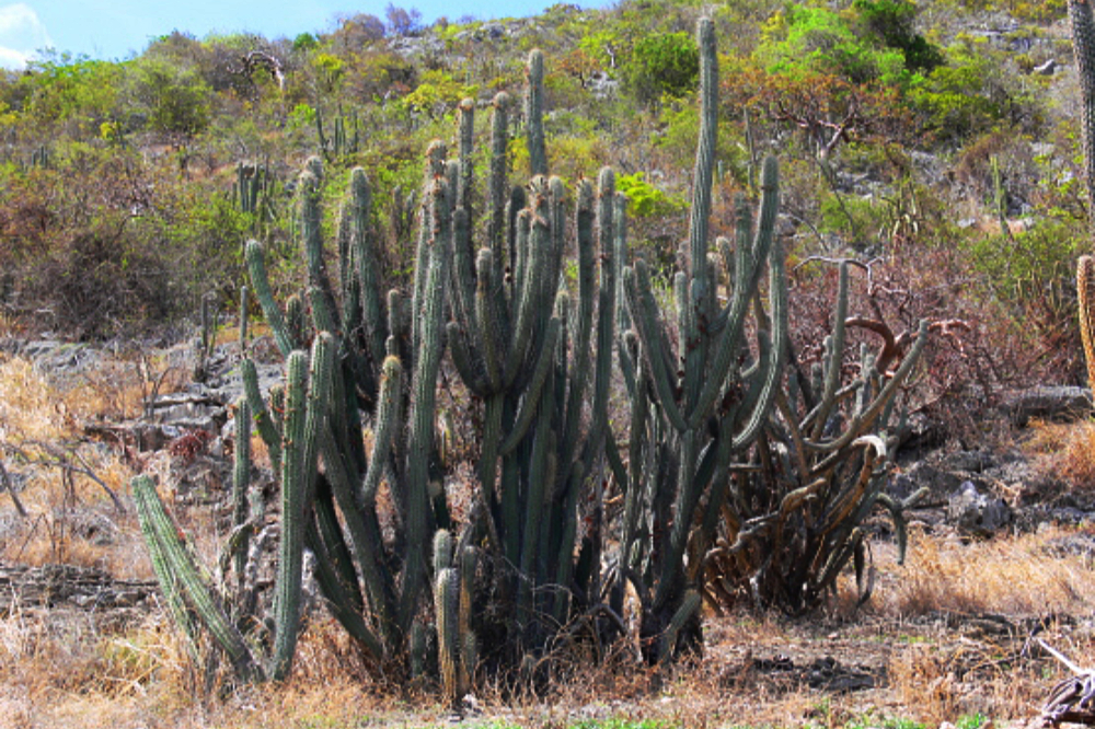 Cactus and dry forest vegetation in Guánica, Puerto Rico