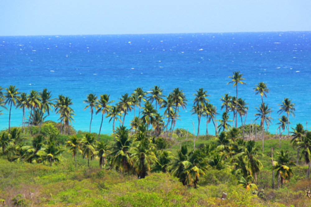 Palm trees and Caribbean coastline near Guánica, Puerto Rico