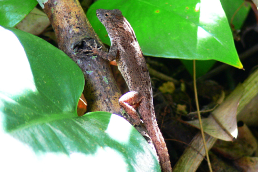 Lizard encountered while exploring Puerto Rico