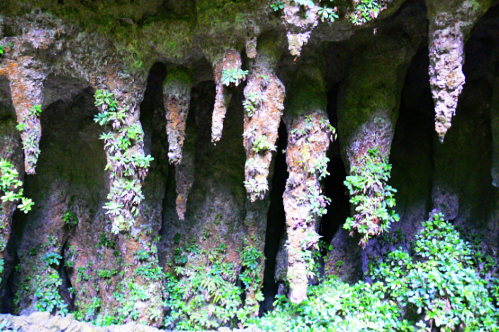 View of the Río Camuy cave area in Puerto Rico