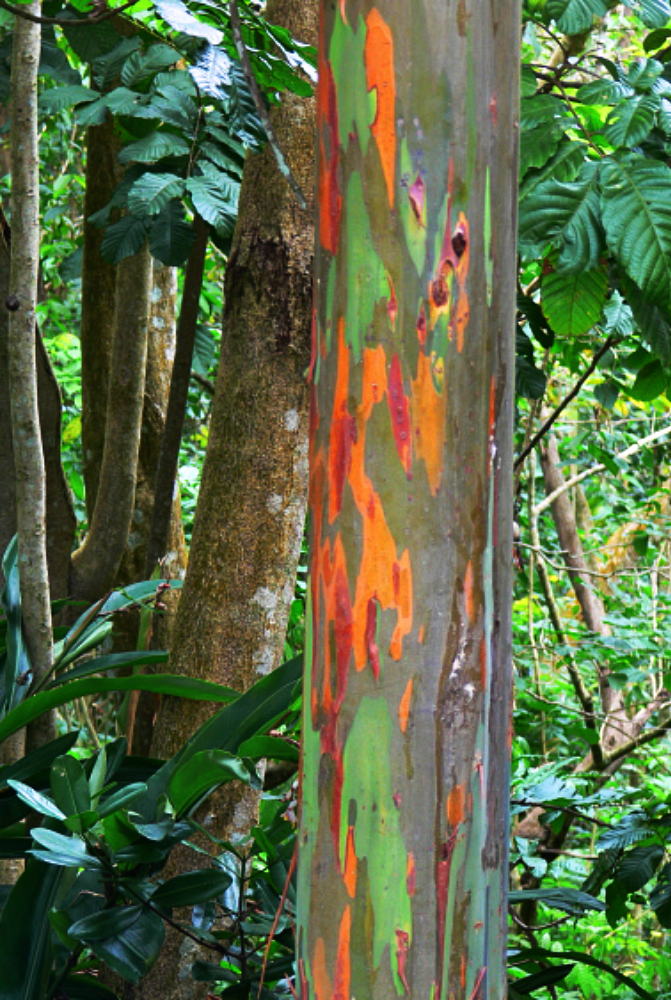 Naturally colorful tree bark photographed in Puerto Rico