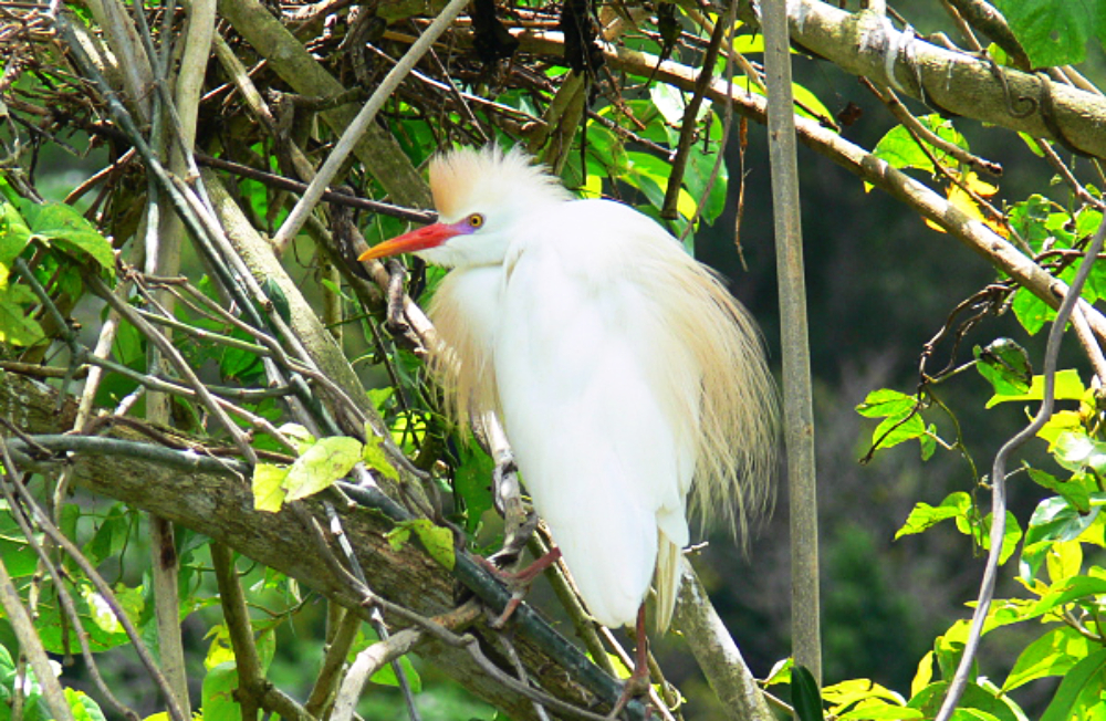 Cattle egret photographed in Puerto Rico