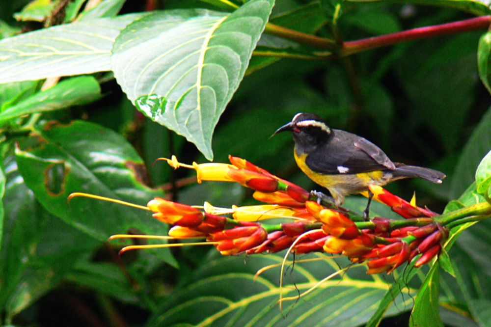 Puerto Rican tody photographed in El Yunque rainforest