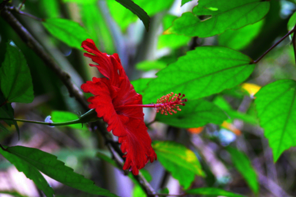 Tropical flower growing in El Yunque National Forest