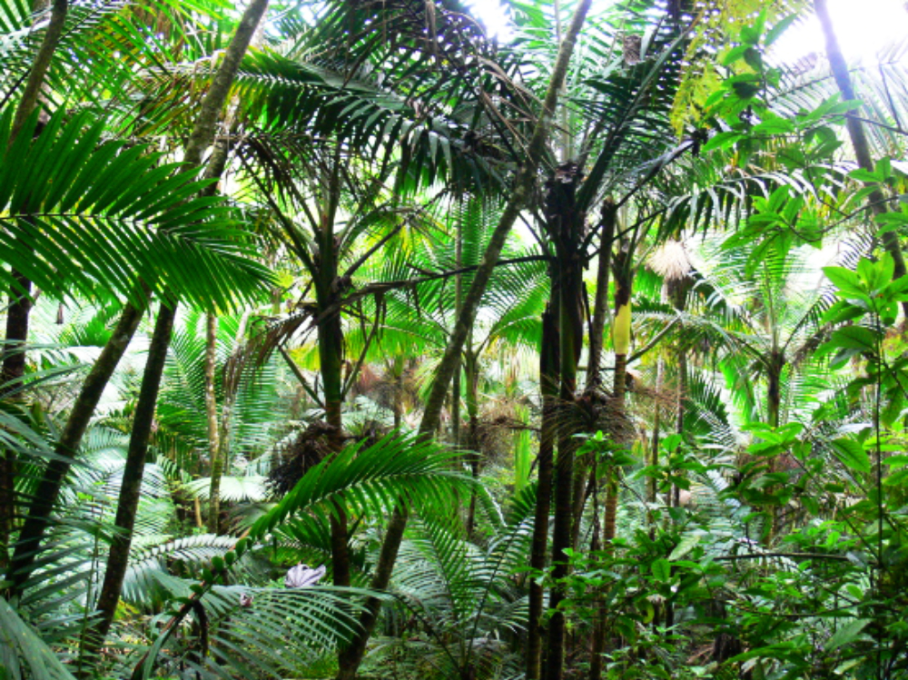 Dense tropical rainforest in El Yunque National Forest