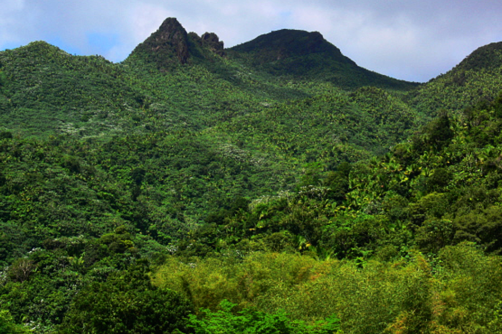 Mountain peaks and rainforest in El Yunque