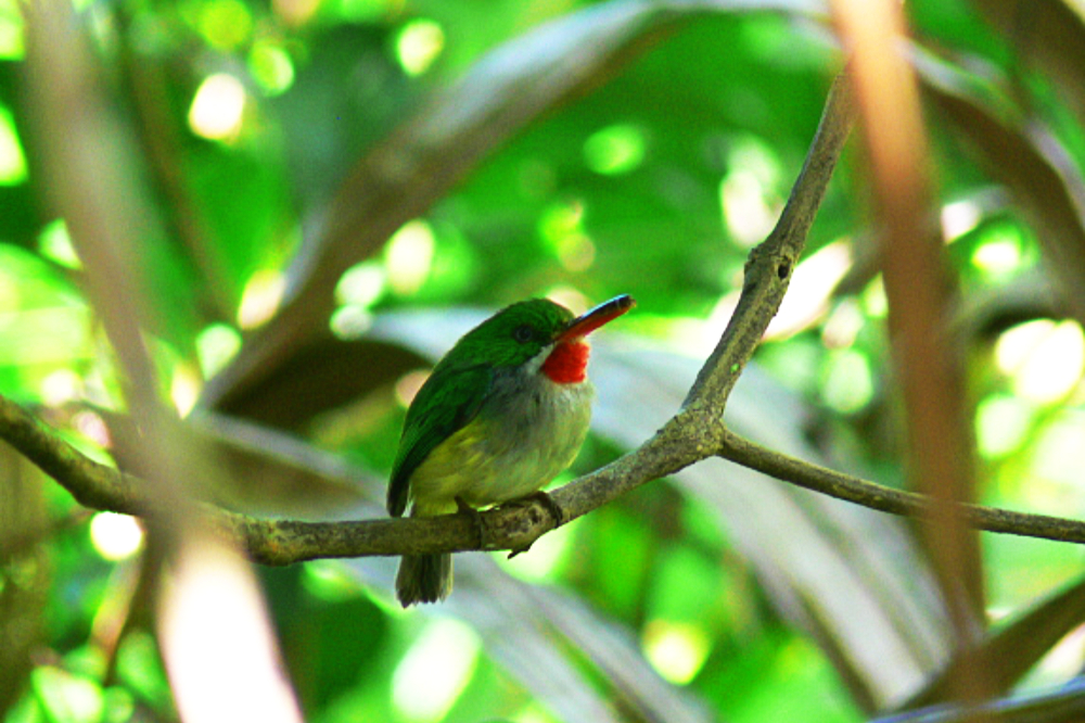 Bananaquit photographed in El Yunque National Forest