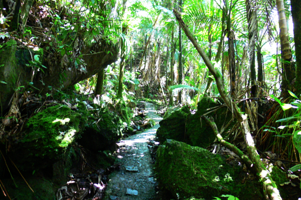 Hiking trail through El Yunque rainforest