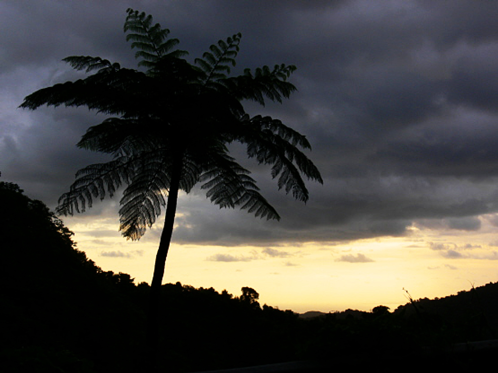 Sunrise through the trees in El Yunque rainforest