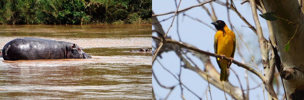 Rusizi National Park in Burundi
