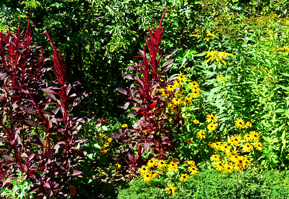 Flowers and lush vegetation in Sochi Russia