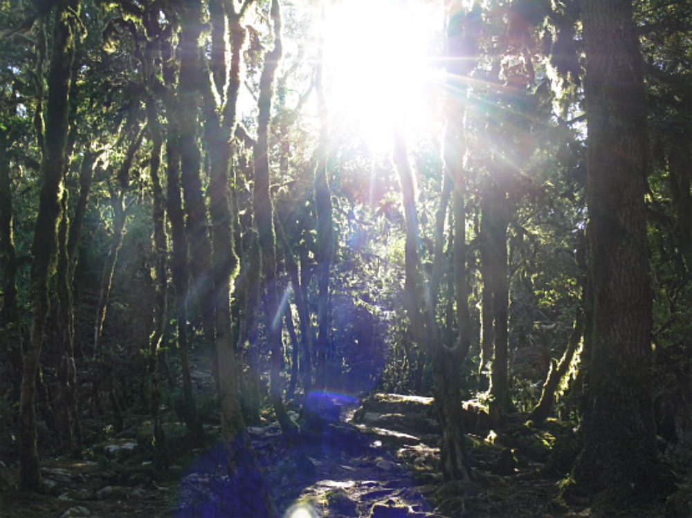 Sunlight shining through a moss-covered forest near Sochi Russia