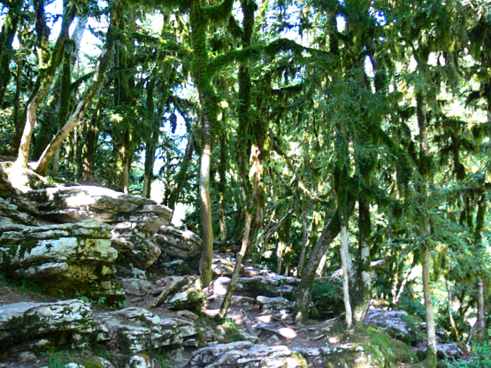 Dense moss-covered subtropical forest near Sochi Russia