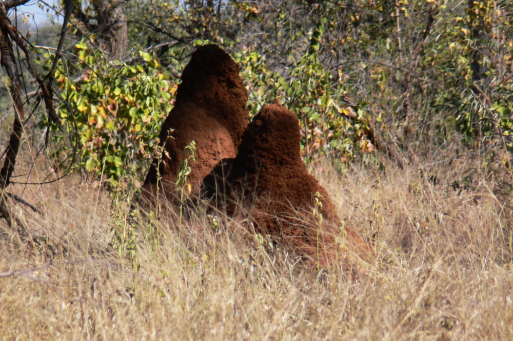 Large termite mound in Kruger National Park South Africa