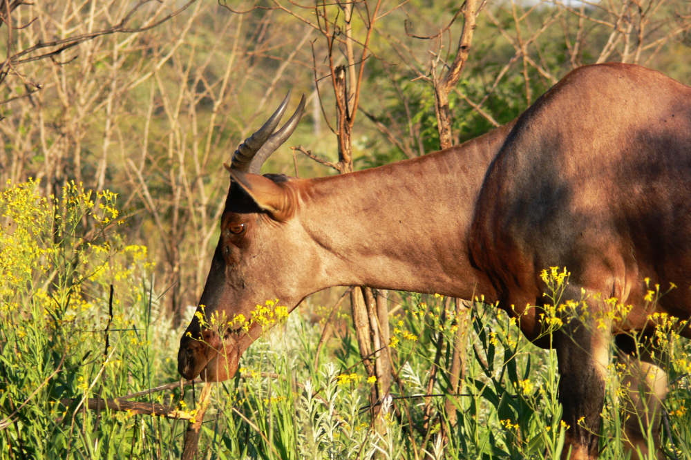 Wildlife in Kruger National Park South Africa