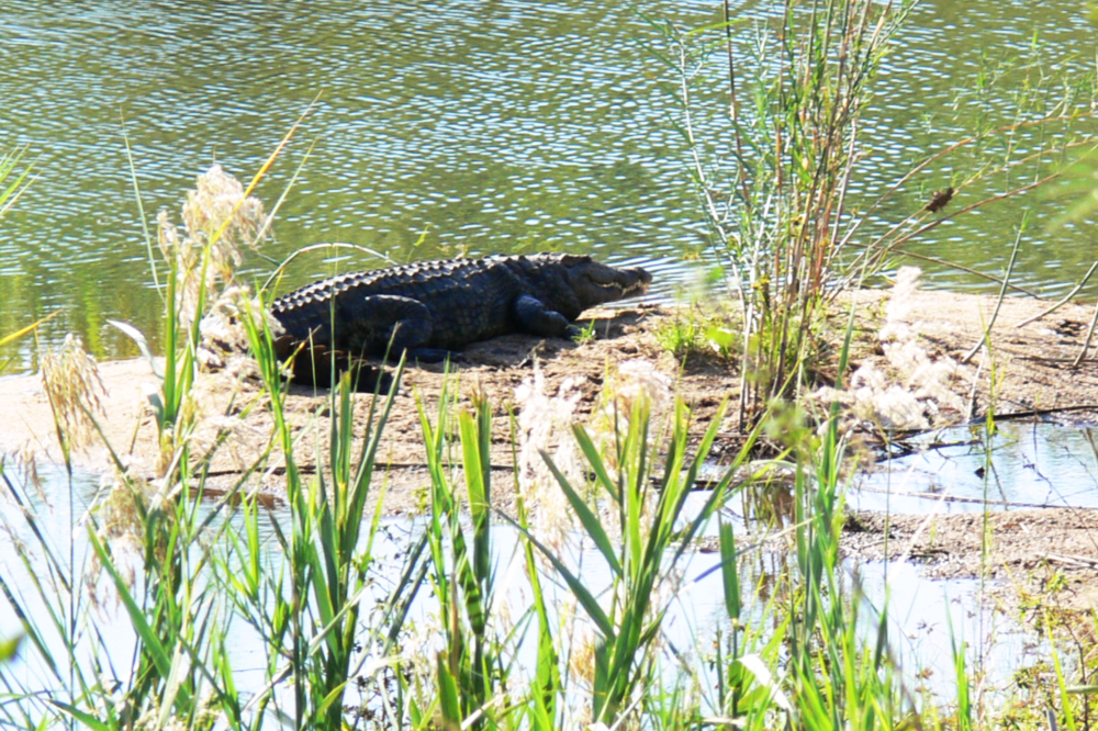 Crocodile in Kruger National Park South Africa