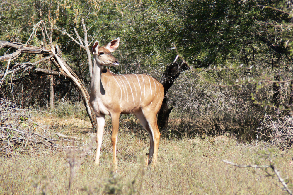 Antelope in Kruger National Park South Africa