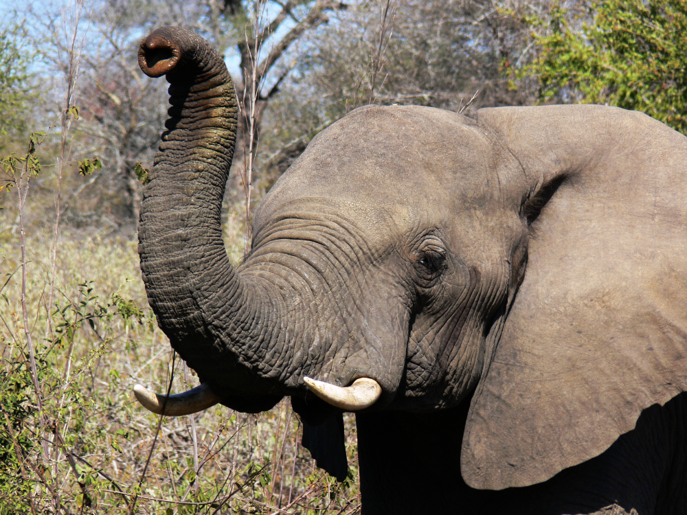 African elephant in Kruger National Park South Africa