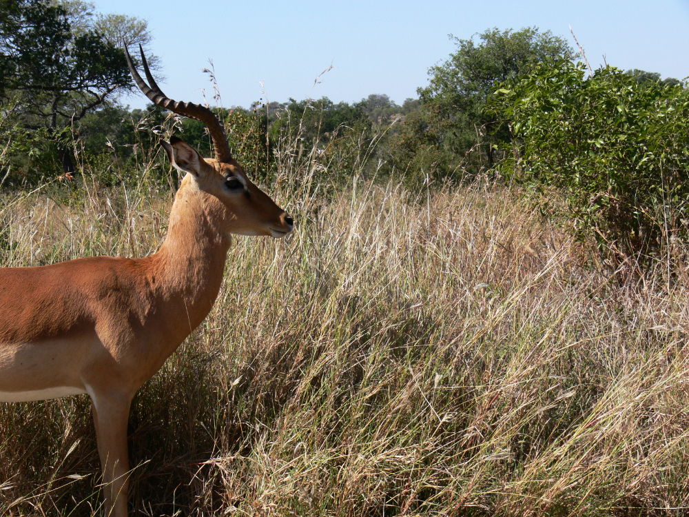 Male antelope in Kruger National Park South Africa