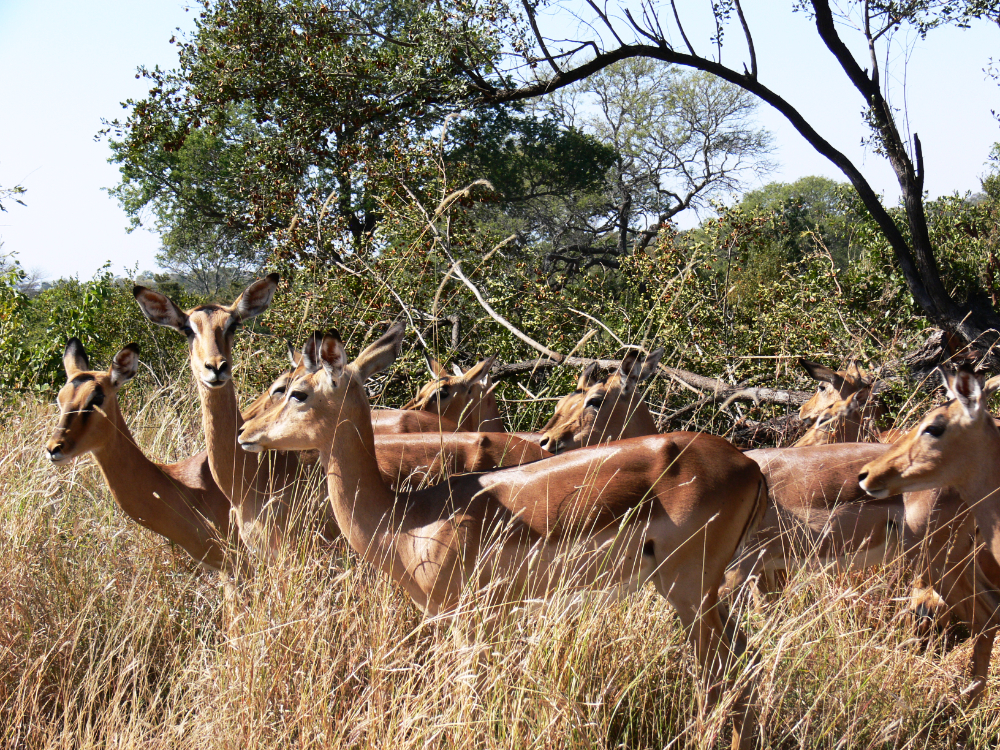 Herd of antelope in Kruger National Park South Africa