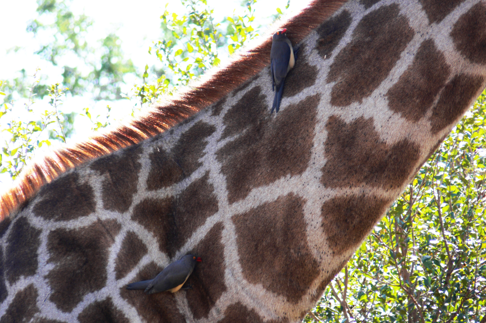 Giraffe with oxpeckers in Kruger National Park South Africa