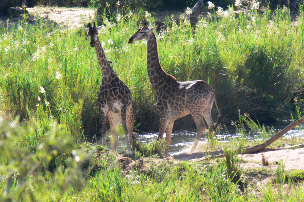 Giraffes in Kruger National Park South Africa