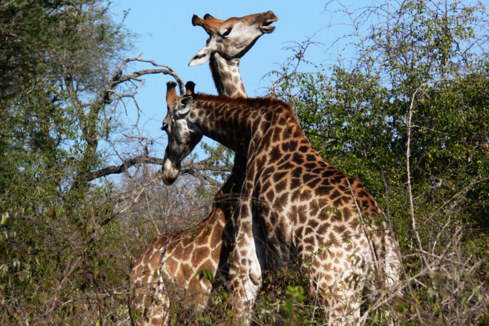 Giraffes walking through Kruger National Park South Africa