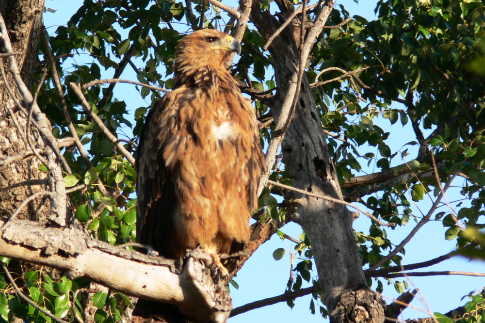 Bird of prey in Kruger National Park South Africa