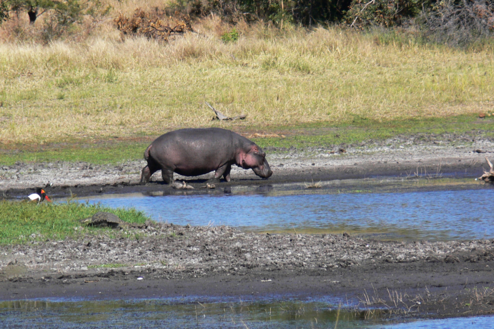 Hippopotamus in Kruger National Park South Africa