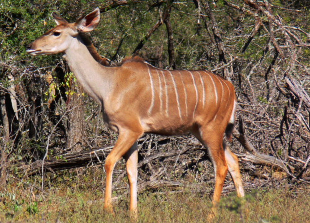 Large antelope in Kruger National Park South Africa
