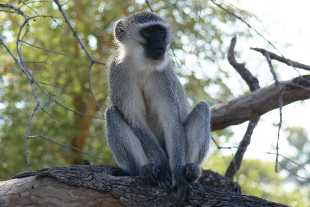 Monkey in Kruger National Park South Africa