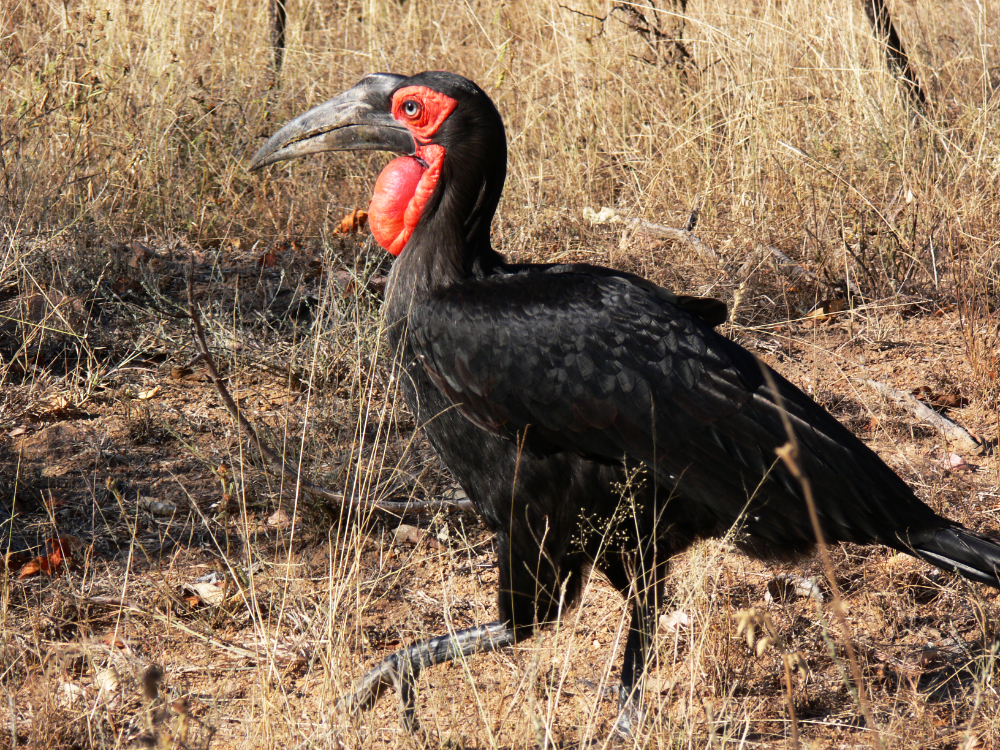 Red bird in Kruger National Park South Africa