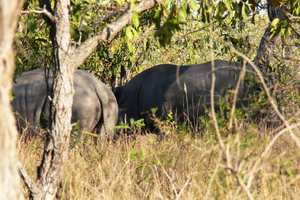 Rhinoceros in Kruger National Park South Africa