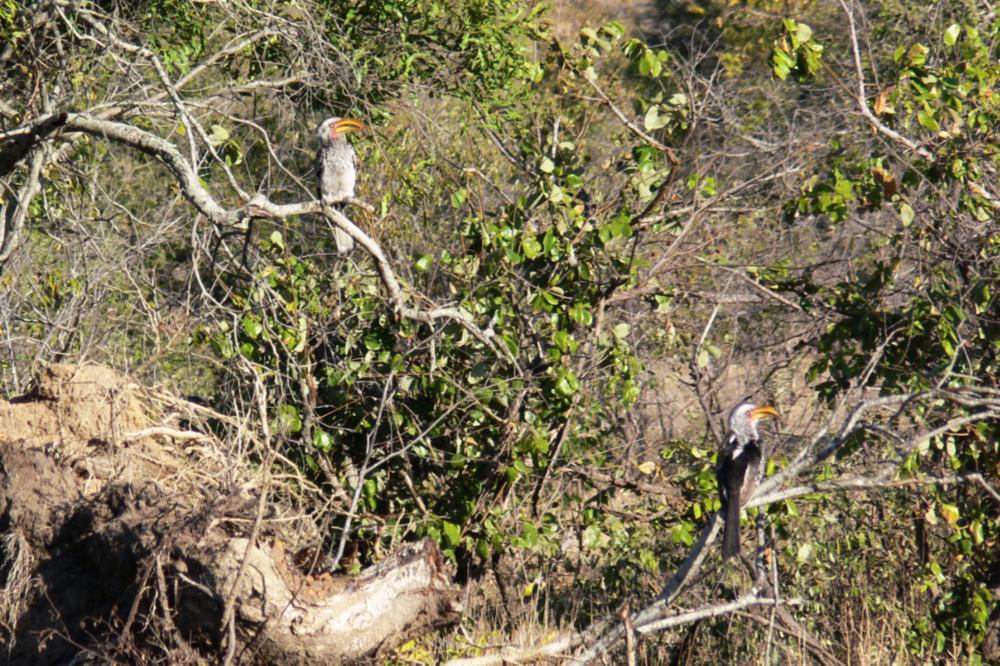 Colorful bird in Kruger National Park South Africa
