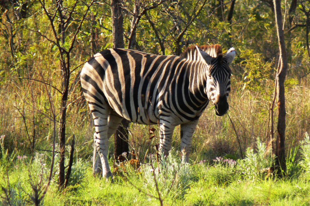 Zebra in Kruger National Park South Africa
