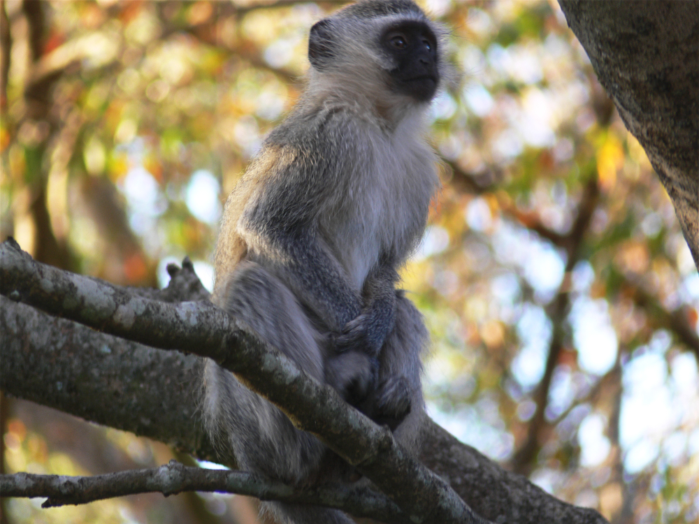 Monkey in South Africa