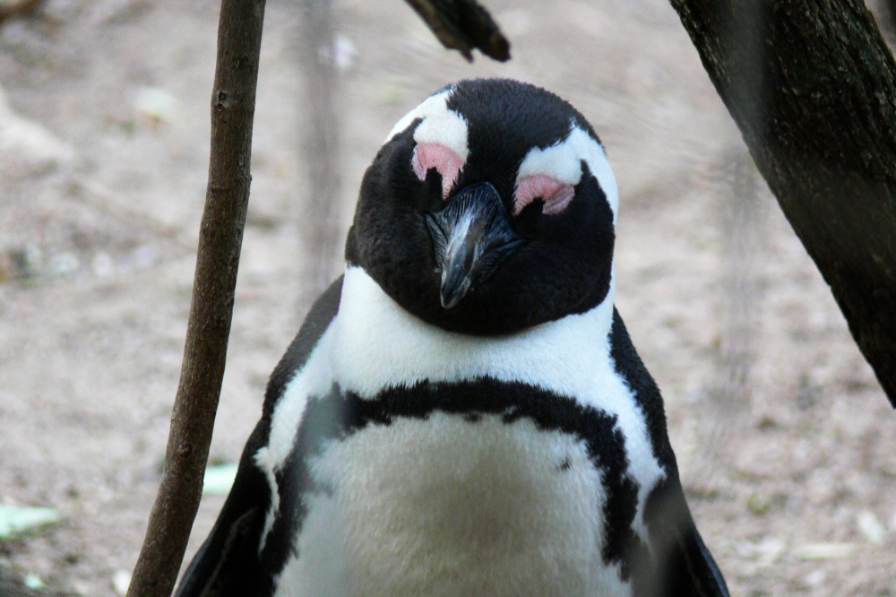 African Penguins near Simon's Town African penguins on the Cape Peninsula South Africa