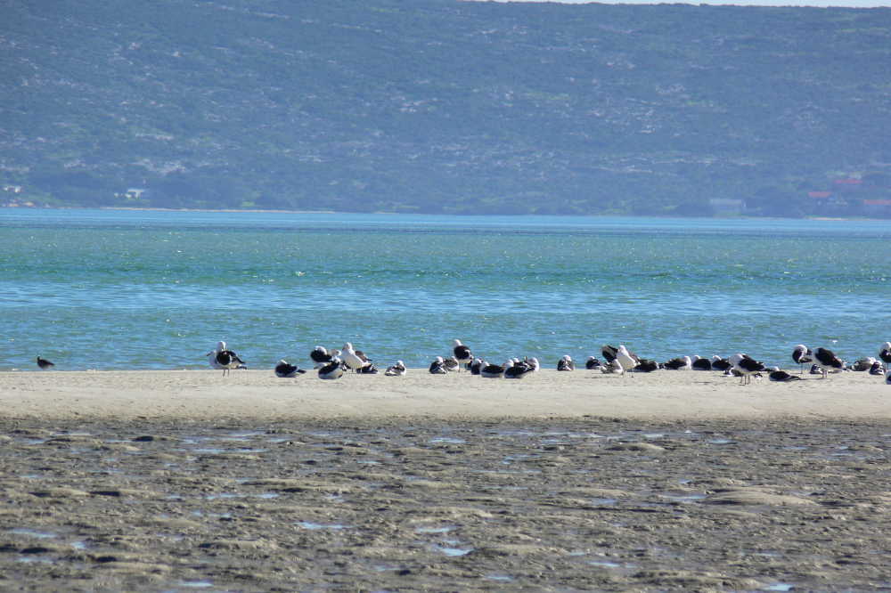 Birds of West Coast National Park Birds in West Coast National Park South Africa
