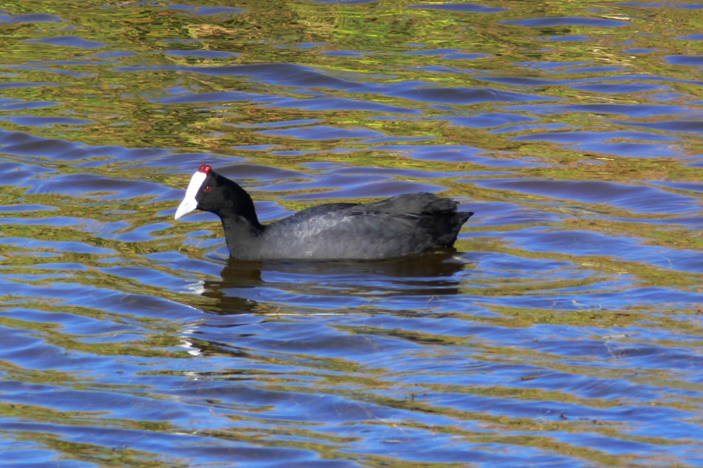 West Coast National Park Water Bird Water bird in West Coast National Park South Africa
