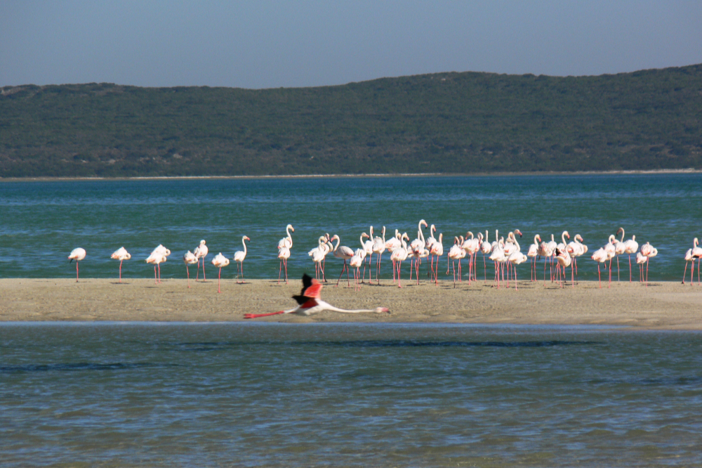 West Coast National Park Flamingos Flamingos in West Coast National Park South Africa