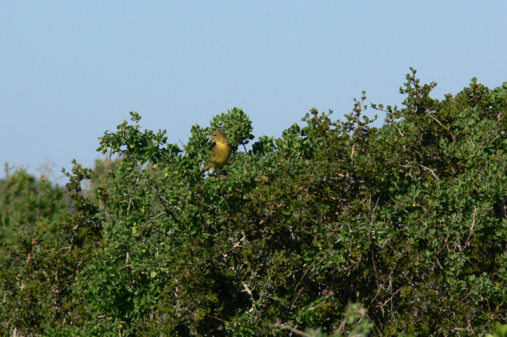 West Coast National Park Bird Small bird in West Coast National Park South Africa