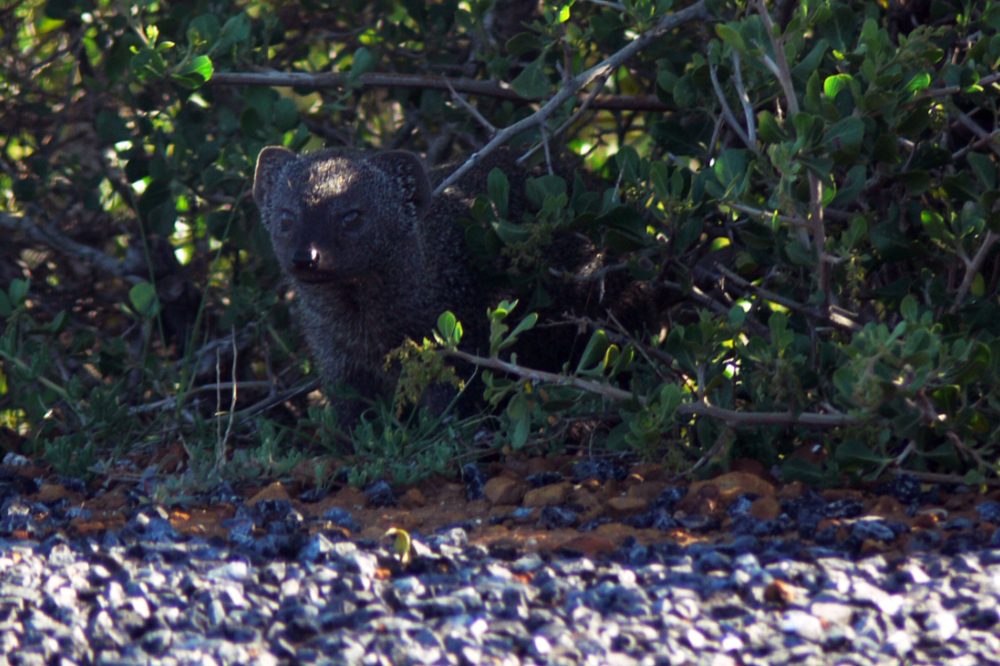 West Coast National Park Mongoose Mongoose in West Coast National Park South Africa
